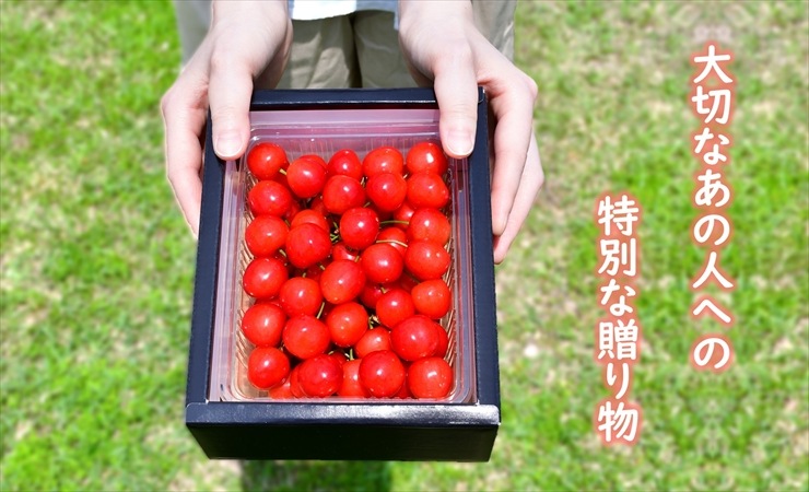 さくらんぼ | チェリーランドさがえ ONLINE SHOP